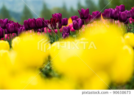 Tulip 98 Tulip 98 90638673