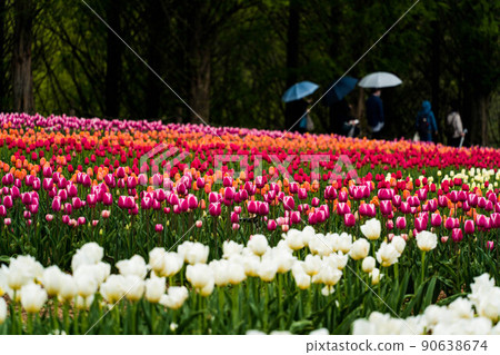 Tulip 99 Tulip 99 90638674