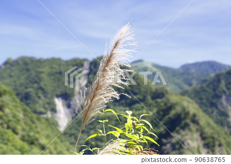 芒草 芒草 90638765