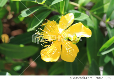Beauty willow (Hypericum monogynum) that bloomed greatly in the sun Beauty willow (Hypericum monogynum) that bloomed greatly in the sun 90639080