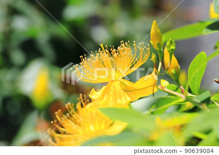 在陽光下大大開花的美柳 (Hypericum monogynum) 在陽光下大大開花的美柳 (Hypericum monogynum) 90639084