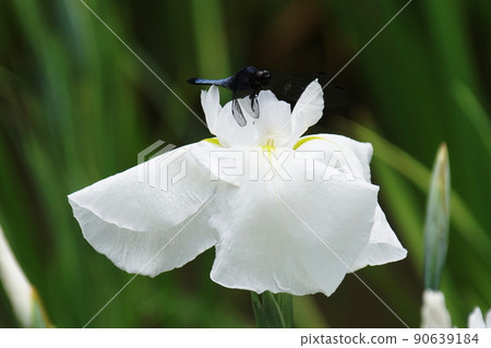 花菖蒲智鶴和蜻蜓鳶尾 ensata var. Ensata 花菖蒲智鶴和蜻蜓鳶尾 ensata var. Ensata 90639184