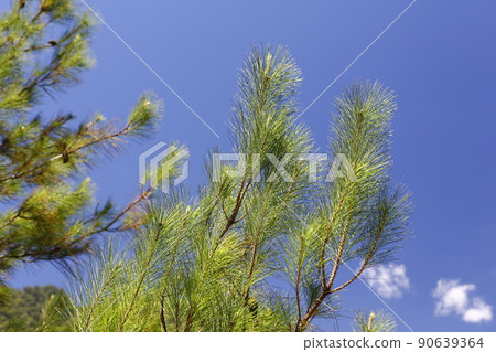 Coniferous forest 90639364