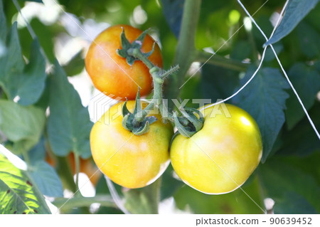 tomato  90639452
