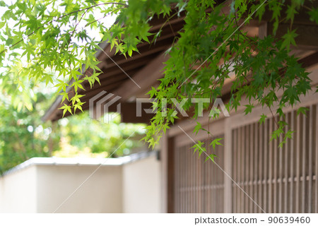 開花在日本牆壁上的夏天秋葉 90639460