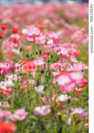 罌粟 6237 90639644