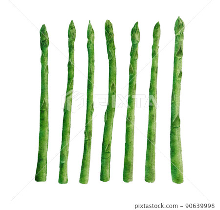 Asparagus watercolor illustration 90639998
