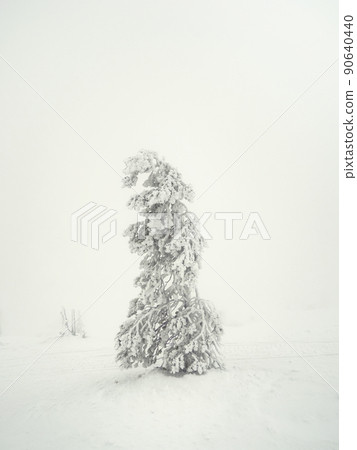 Soft focus. Magical bizarre silhouettes of trees are plastered with snow. Arctic harsh nature. A mystical fairy tale of the winter misty forest. Snow covered Christmas fir tree on mountainside. 90640440