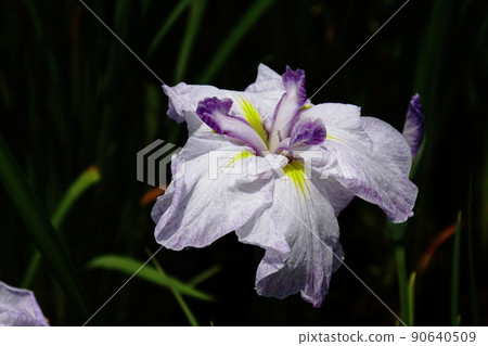 花菖蒲 Enjugahama Iris ensata var. Ensata 花菖蒲 Enjugahama Iris ensata var. Ensata 90640509