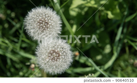 Two dandelion seed heads together on the green meadow, selective focus 90640510