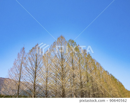 牧野鎮水杉樹 90640562