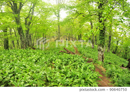 Veratrum oxyseum vertical runway (near Gyojagaeridake in the Omine Mountains) [Tenkawa Village, Nara Prefecture] 90640750