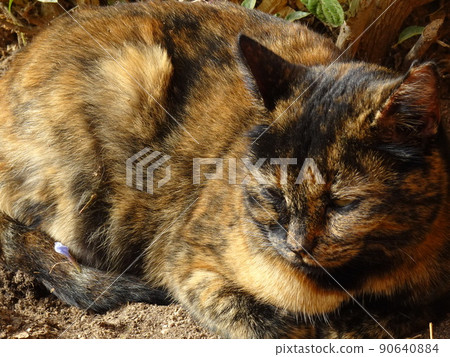 [西班牙] 玳瑁貓睡在麵包卷裡（格拉納達） 90640884