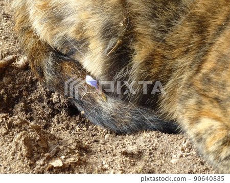 [西班牙] 坐在貓麵包上的玳瑁貓（格拉納達） 90640885