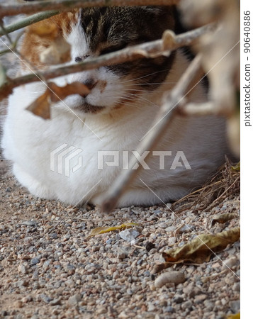 [西班牙] 坐在貓麵包上的印花布貓（格拉納達） 90640886