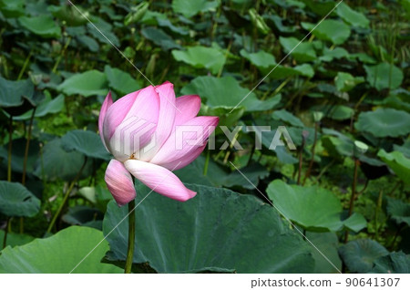 pink lotus pink lotus flower 90641307