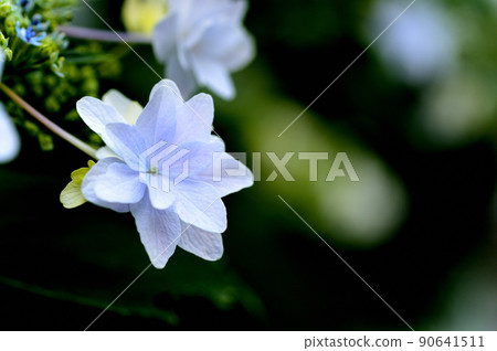 梅雨時的繡球花墨田煙花 90641511