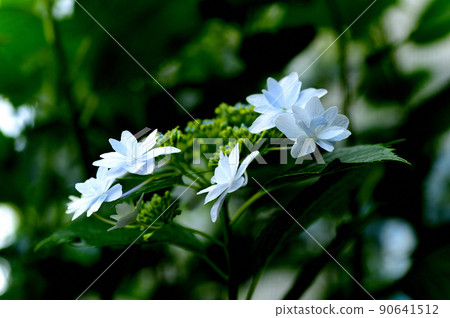 梅雨時的繡球花墨田煙花 梅雨時的繡球花墨田煙花 90641512