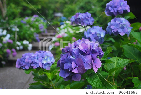 通往寺廟的入口旁盛開著許多繡球花 90641665