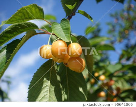 櫻桃櫻桃月山錦 90641866