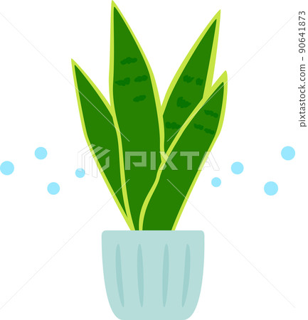 虎尾蘭盆栽 90641873