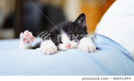 A kitten that sleeps comfortably on its feet A kitten that sleeps comfortably on its feet 90641944