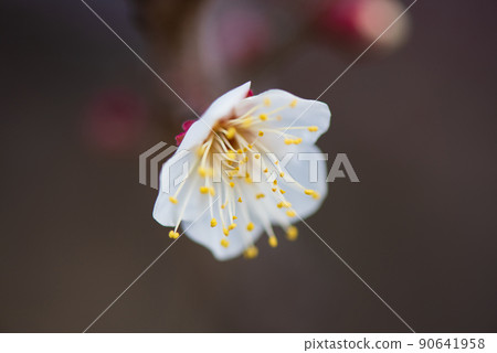 梅花特寫 梅花特寫 90641958