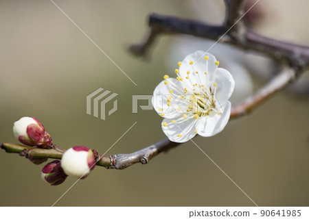 梅花特寫 90641985