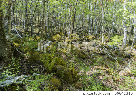 Spring birch colony where moss and osmunda jartoniana grow / Yachiho Highland, Nagano Prefecture Spring birch colony where moss and osmunda jartoniana grow / Yachiho Highland, Nagano Prefecture 90642319