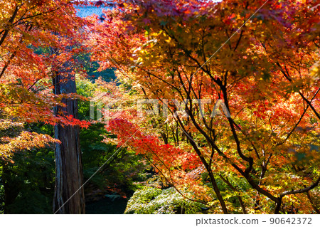 Autumn leaves around Hojo seen from Tsuten Bridge at Tofukuji Temple in Kyoto in autumn 90642372