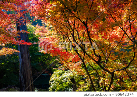 Autumn leaves around Hojo seen from Tsuten Bridge at Tofukuji Temple in Kyoto in autumn 90642374