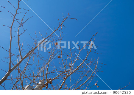 sycamore, platanus, oriental plane 90642520