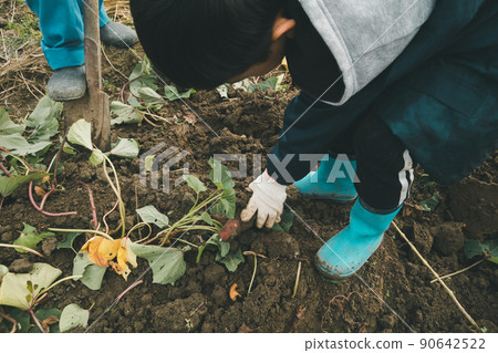 potato field, field, harvest 90642522