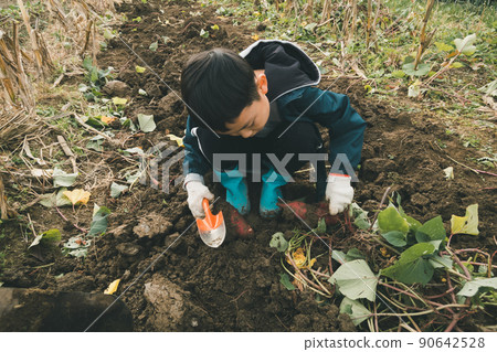 potato field, field, harvest 90642528