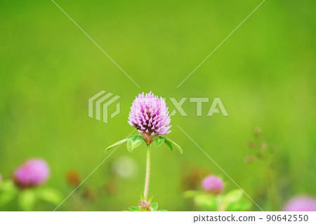 Red clover flowers blooming in the field Red clover flowers blooming in the field 90642550
