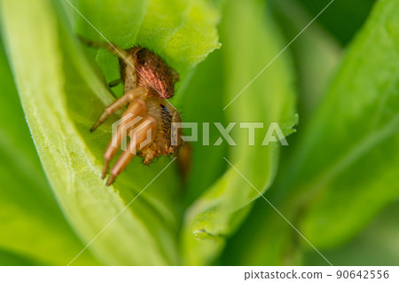 Xysticus crocodile female 90642556