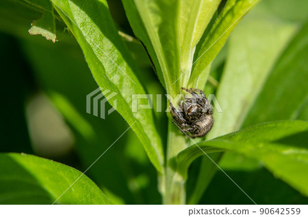 Jumping spider (jumping spider) 90642559