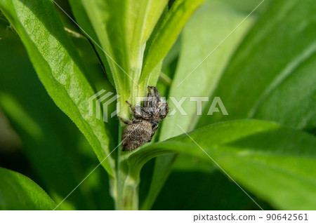 Jumping spider (jumping spider) 90642561