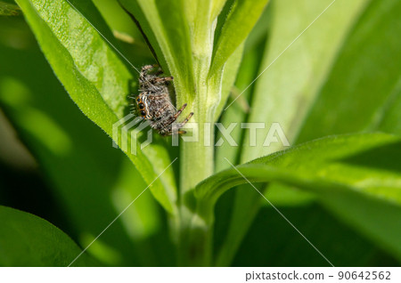 Jumping spider (jumping spider) 90642562