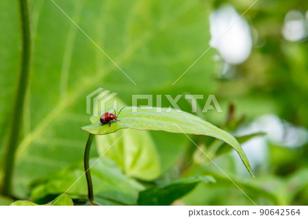 Ooca Marni Moth 90642564