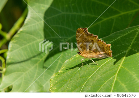 Kitatteja Kitatteja 90642570