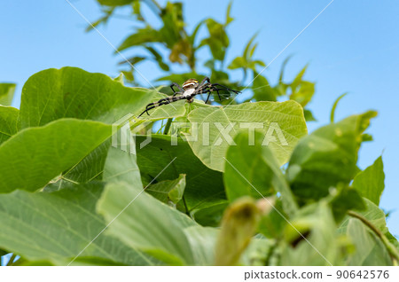 Araneidae 90642576