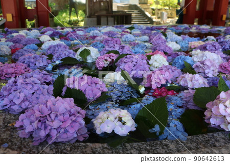 Hydrangea flower hand water of Dazaifu Tenmangu Shrine 90642613