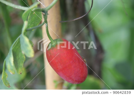 A ripe fruit of Ivy Gourd or Coccinia on branch. 90642839