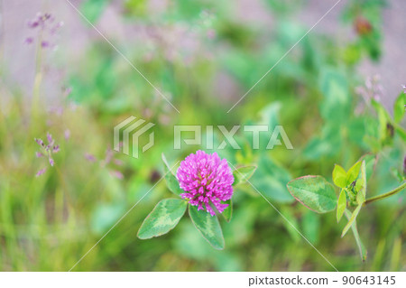 Red clover flowers blooming in the field 90643145