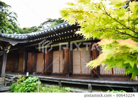 Joruriji Temple _ main hall and autumn leaves 90643224