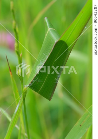 A poisonous spider that rolls leaves of the Gramineae family to make a nest 90643287
