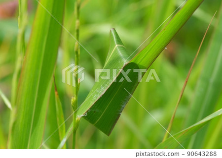 一種有毒的蜘蛛，它會捲起禾本科的葉子來築巢 90643288
