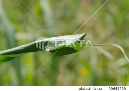 一種有毒的蜘蛛,它會捲起禾本科的葉子來築巢 一種有毒的蜘蛛,它會捲起禾本科的葉子來築巢 90643289