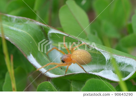 一種有毒的蜘蛛，它會捲起禾本科的葉子來築巢 90643290